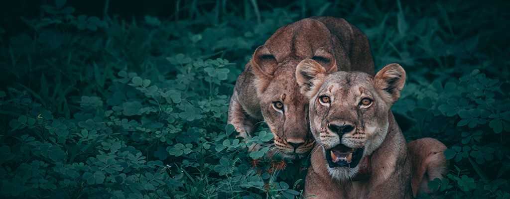 Header-Images-lions Header-Images-lions