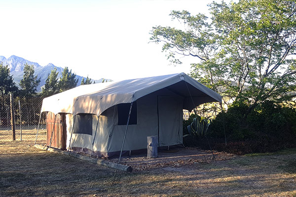 Lion-camping Lion-camping