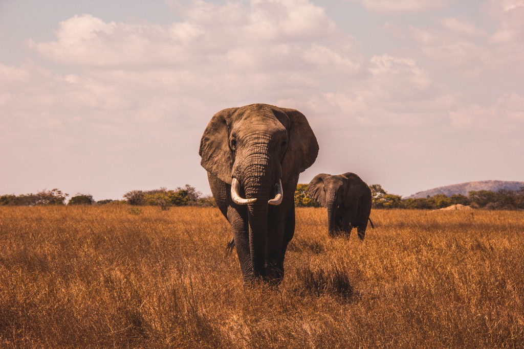 aj-robbie-BuQ1RZckYW4-unsplash aj-robbie-BuQ1RZckYW4-unsplash