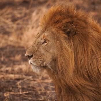 lion 3 lion 3