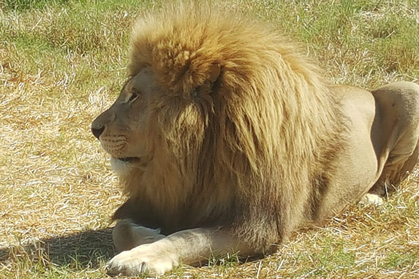 big-cats big-cats
