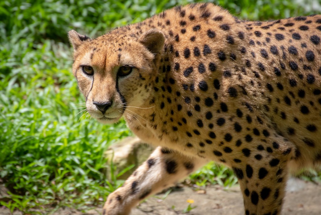 cheetah-4329097_1280 cheetah-4329097_1280