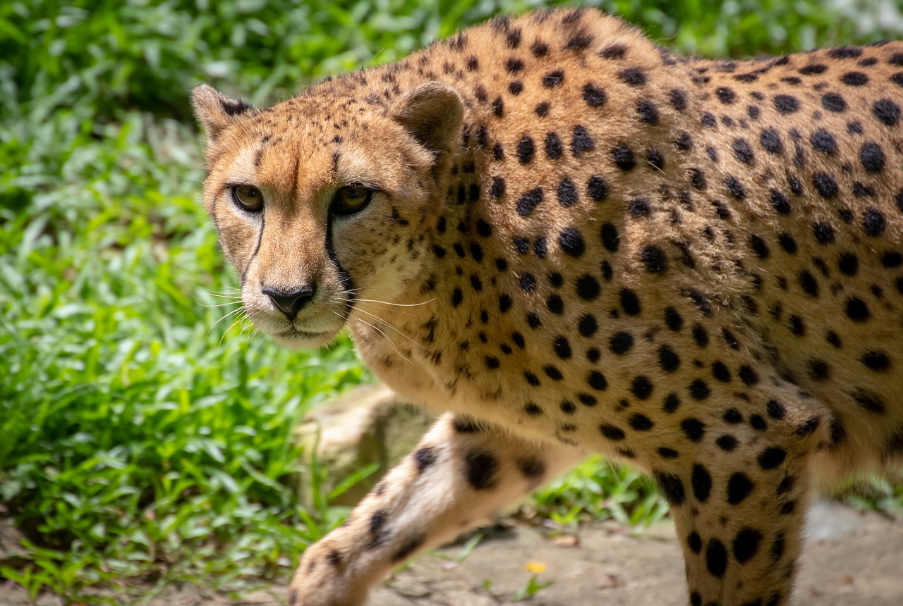 cheetah-4329097_1280 cheetah-4329097_1280