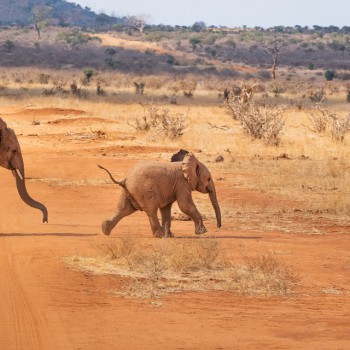 elephants elephants