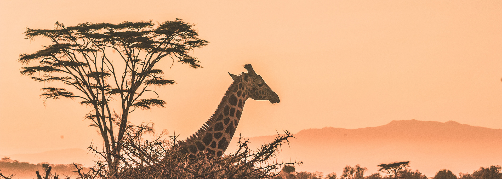 fuldayheader fuldayheader