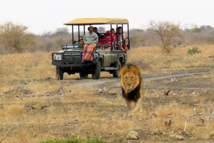 lion safari
