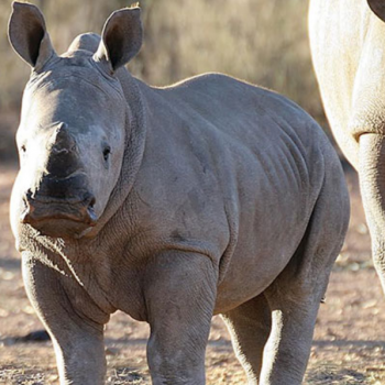 rhino rhino