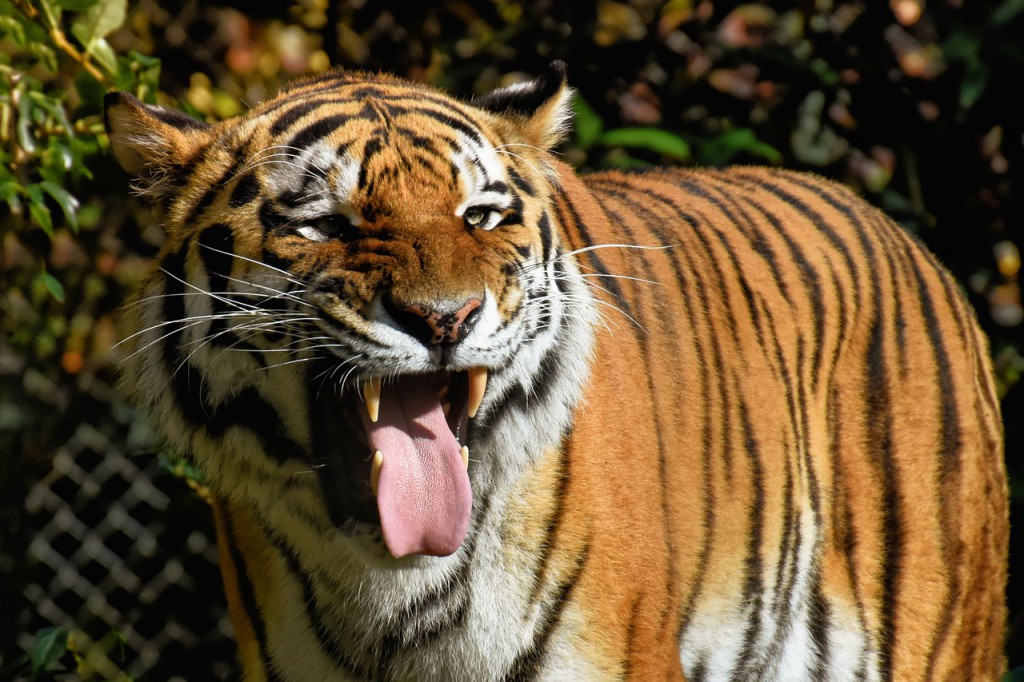 tiger-4430130_1280 tiger-4430130_1280