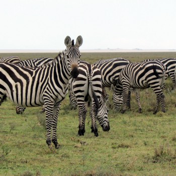 zebra 2 zebra 2
