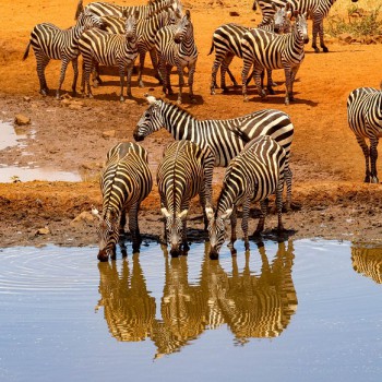 zebra zebra